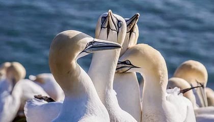 九游APP官网-三国混合接力强强对话 节奏决定胜负，有组合技能的三国回合游戏