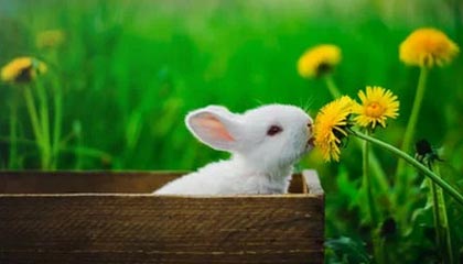 九游app下载中心-江苏苏宁客场大败，防守问题待解决，苏宁 主场